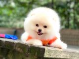 Tedy Bear Pomeranian Minnak Yavrular