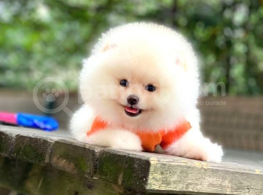 Tedy Bear Pomeranian Minnak Yavrular görsel