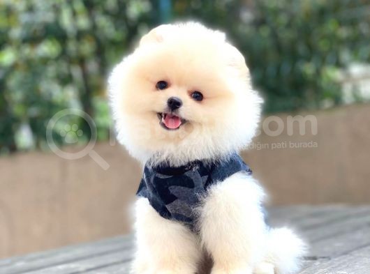 Pomeranian Boo Yavrular görsel