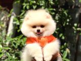 Ayı Surat Pomeranian Yavrularımız