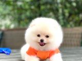 Tedy Bear Pomeranian Minnak Yavrular