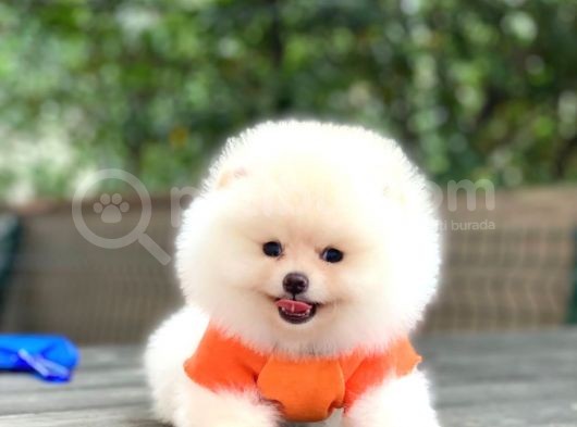 Tedy Bear Pomeranian Minnak Yavrular görsel
