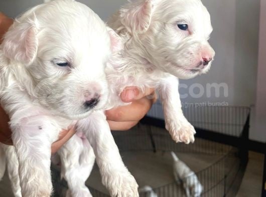 Maltese Yavruları  Teslime Hazır 