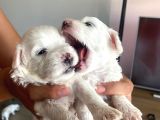 Maltese Yavruları  Teslime Hazır 