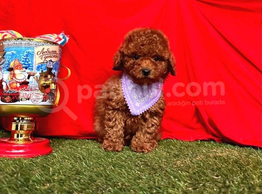 TÜY DÖKMEZ KOKU YAPMAZ TOY POODLE BEBEKLERİMİZ