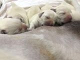 Şampiyon Anne Babadan Labrador Retriever Bebekler