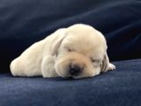 Şampiyon anne babadan labrador retriever bebekler