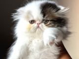 Persian erkek yavru
