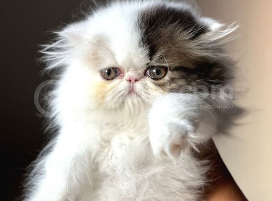 Persian Erkek Yavru