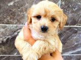 MALTİPO CİNSİ 