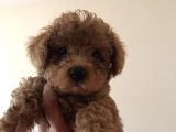 Tea Cup Secereli̇ Red Brown Toy Poodle Yavrularimiz