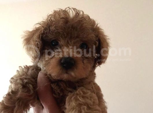 Tea Cup Secereli̇ Red Brown Toy Poodle Yavrularimiz görsel