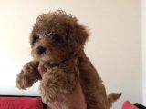 TEA CUP SECERELİ RED BROWN TOY POODLE YAVRULARIMIZ