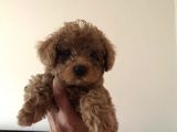 Tea Cup Secereli̇ Red Brown Toy Poodle Yavrularimiz