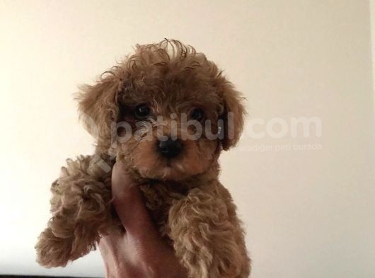 Tea Cup Secereli̇ Red Brown Toy Poodle Yavrularimiz görsel