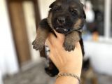 Safkan Düşük Bel Uzun Tüy Alman Çoban Yavrularımız