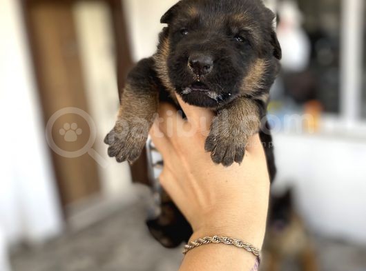 Safkan Düşük Bel Uzun Tüy Alman Çoban Yavrularımız görsel