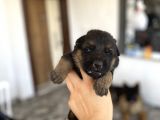 Safkan Düşük Bel Uzun Tüy Alman Çoban Yavrularımız