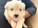 topaç gibi maltipoo bebeğimiz