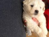 Topaç Gibi Maltipoo Bebeğimiz