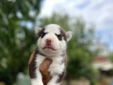 Husky Yavrularımız