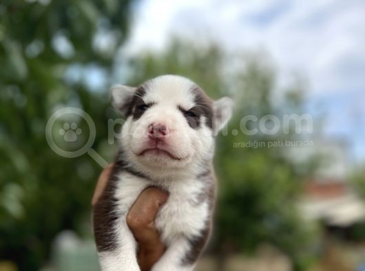 Husky Yavrularımız görsel