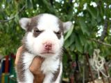 Husky Yavrularımız