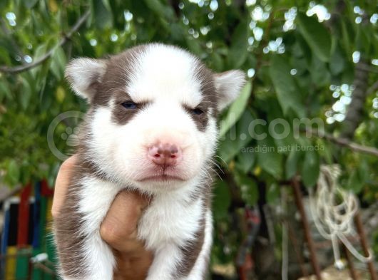 Husky Yavrularımız görsel