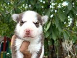 Husky Yavrularımız