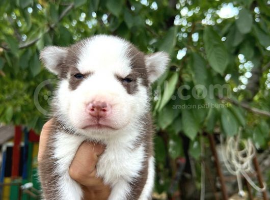 Husky Yavrularımız görsel