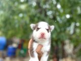 Husky Yavrularımız