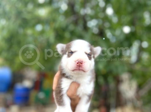 Husky Yavrularımız görsel