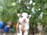 Husky Yavrularımız