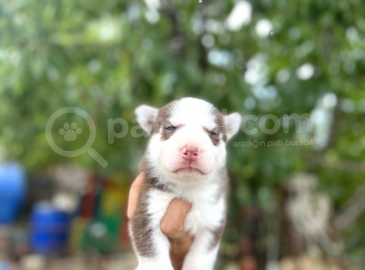 Husky Yavrularımız görsel