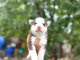 Husky Yavrularımız