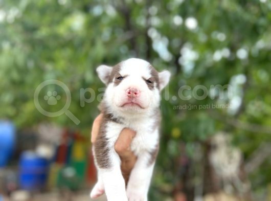 Husky Yavrularımız görsel