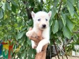 Husky Yavrularımız