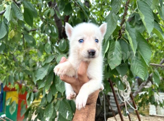 Husky Yavrularımız görsel