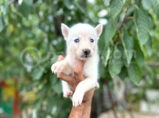 Husky Yavrularımız görsel