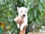 Husky Yavrularımız