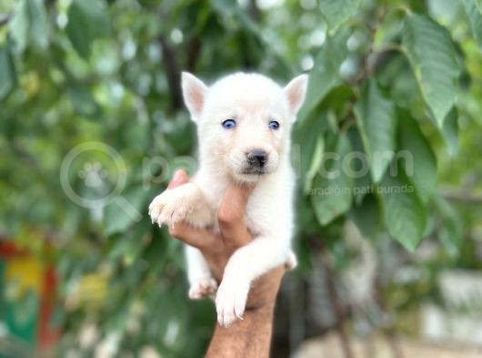 Husky Yavrularımız görsel