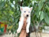 Husky Yavrularımız