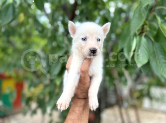 Husky Yavrularımız görsel