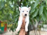 Husky Yavrularımız