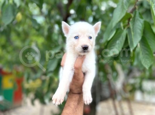 Husky Yavrularımız görsel