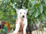 Husky Yavrularımız