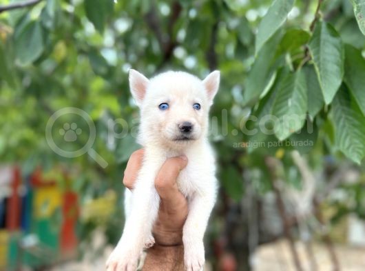 Husky Yavrularımız görsel