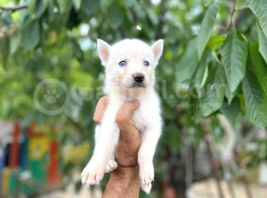Husky Yavrularımız görsel