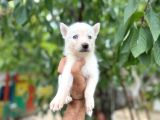 Husky Yavrularımız