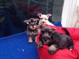 Köpek Çi̇ftli̇ği̇ Orji̇nal Schnauzer Yavrular